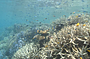 Reef Daytripper Snorkel