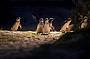 Little Penguins at Phillip Island Penguin Parade
