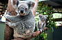 Koala wildlife park - Rainforestation 