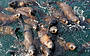 Thousands of Fur Seals